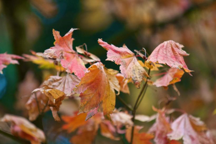 photo by Josh Scholten