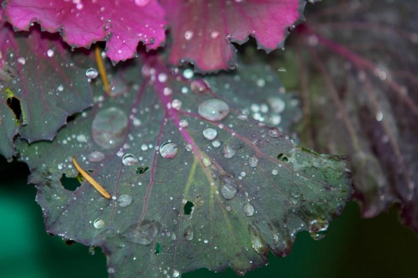 photo by Josh Scholten