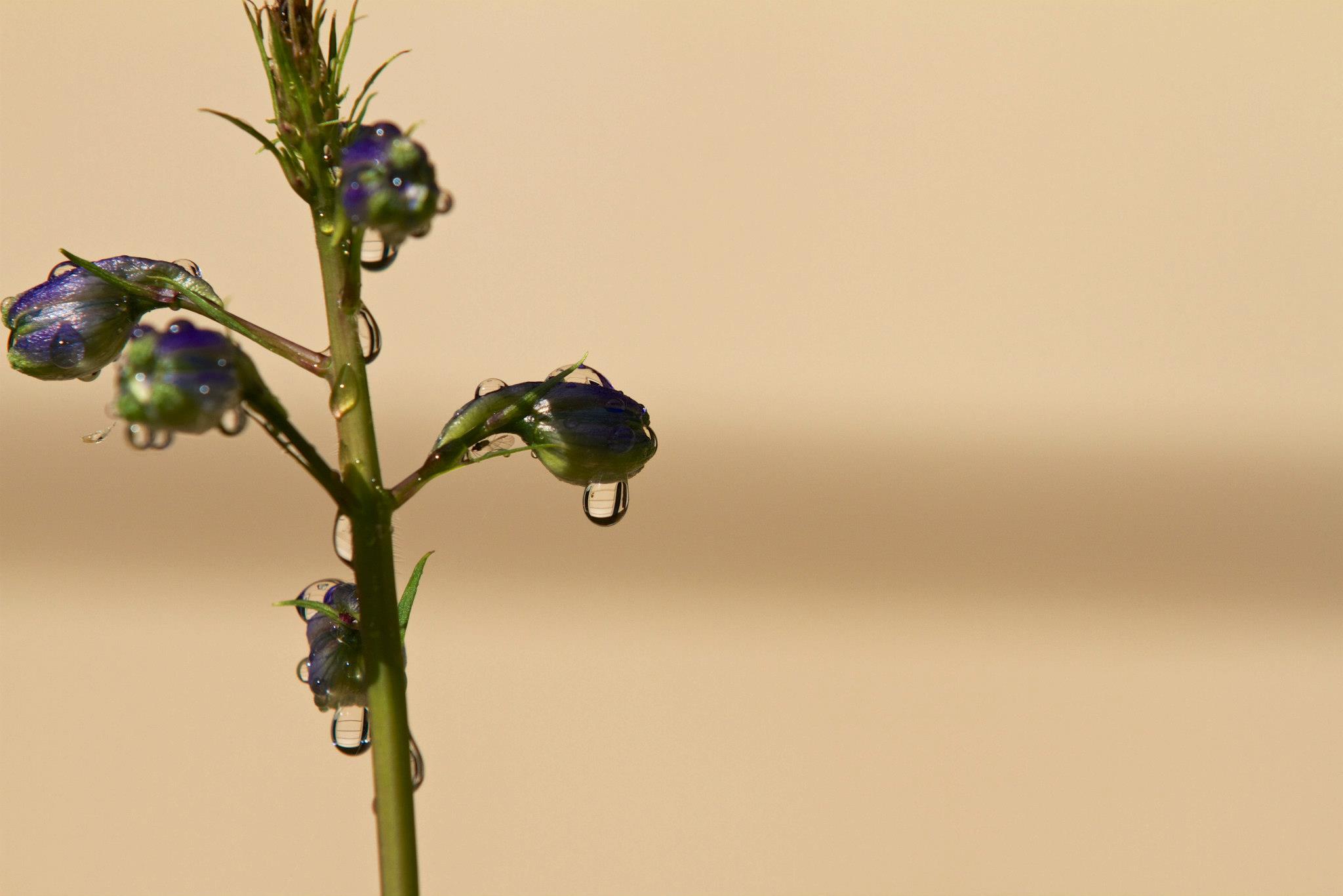 photo by Josh Scholten