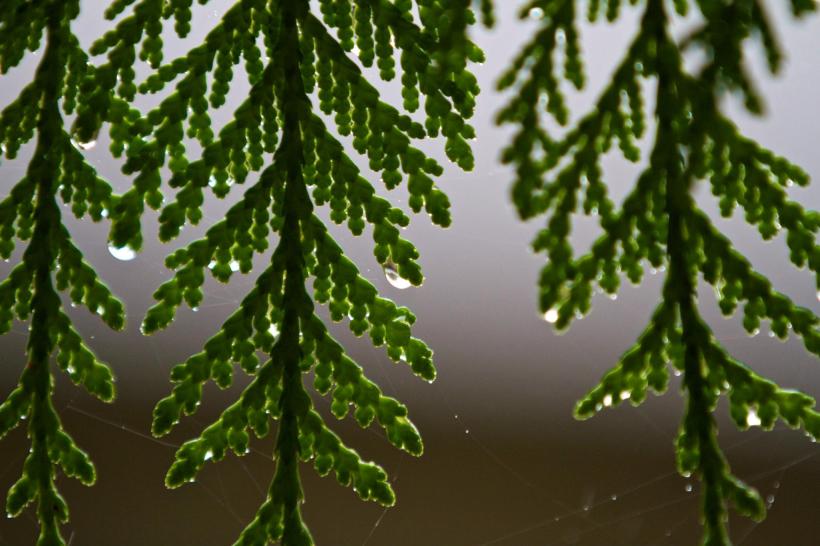 photo by Josh Scholten