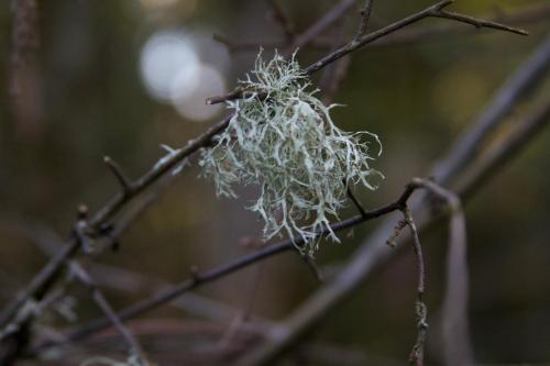 photo by Josh Scholten