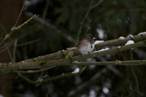 photo by Josh Scholten