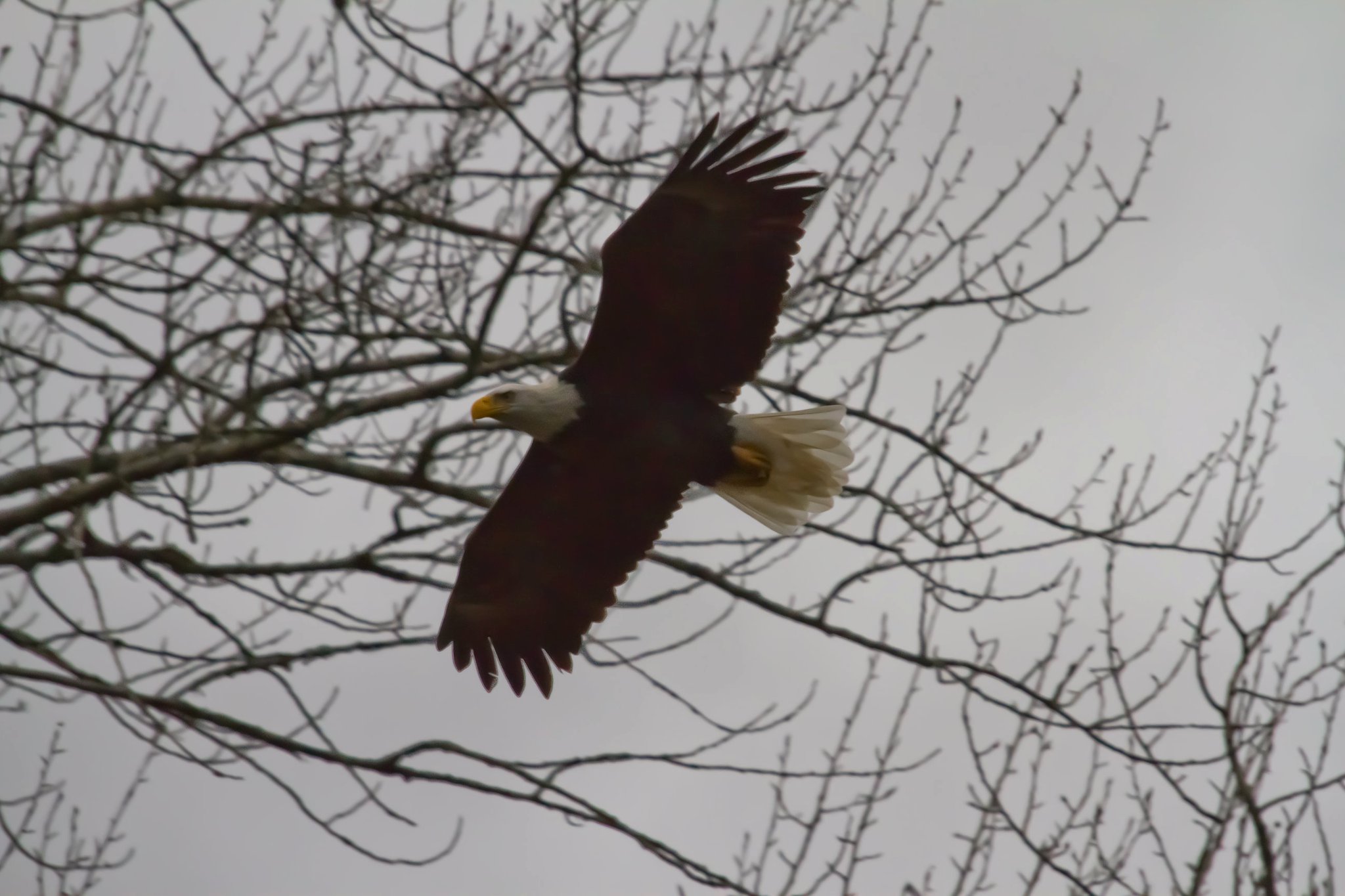 photo by Josh Scholten