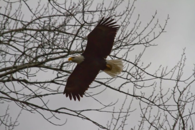 photo by Josh Scholten