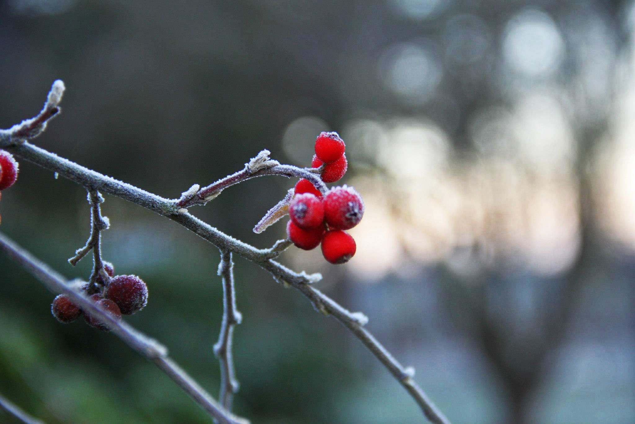 photo by Nate Gibson