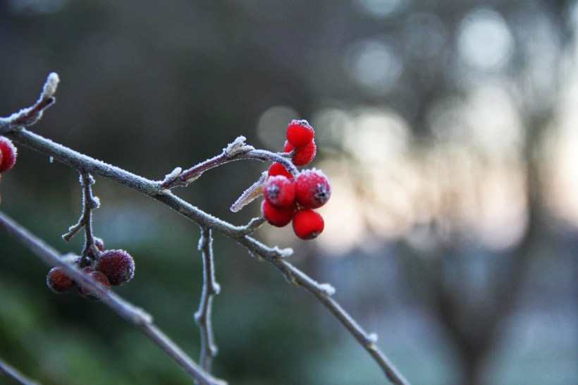 photo by Nate Gibson