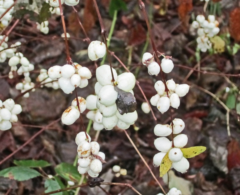 snowberry