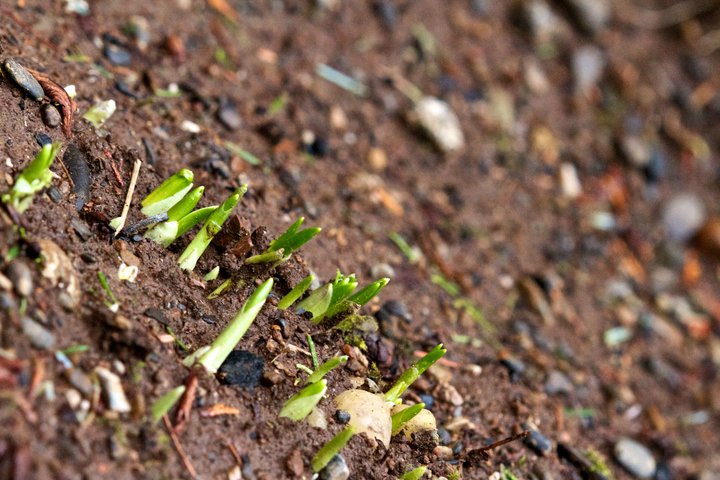 photo by Josh Scholten