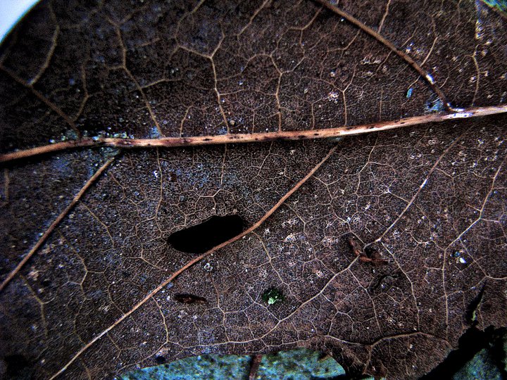 photo by Josh Scholten