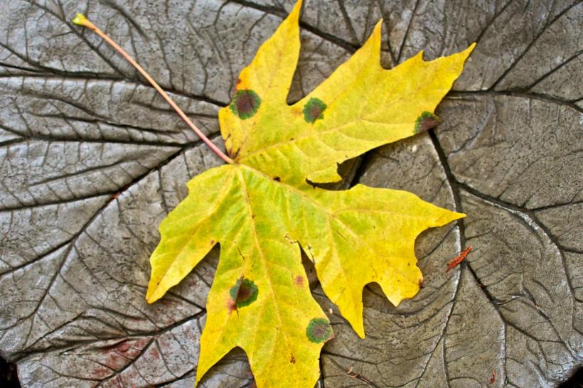 photo by Josh Scholten