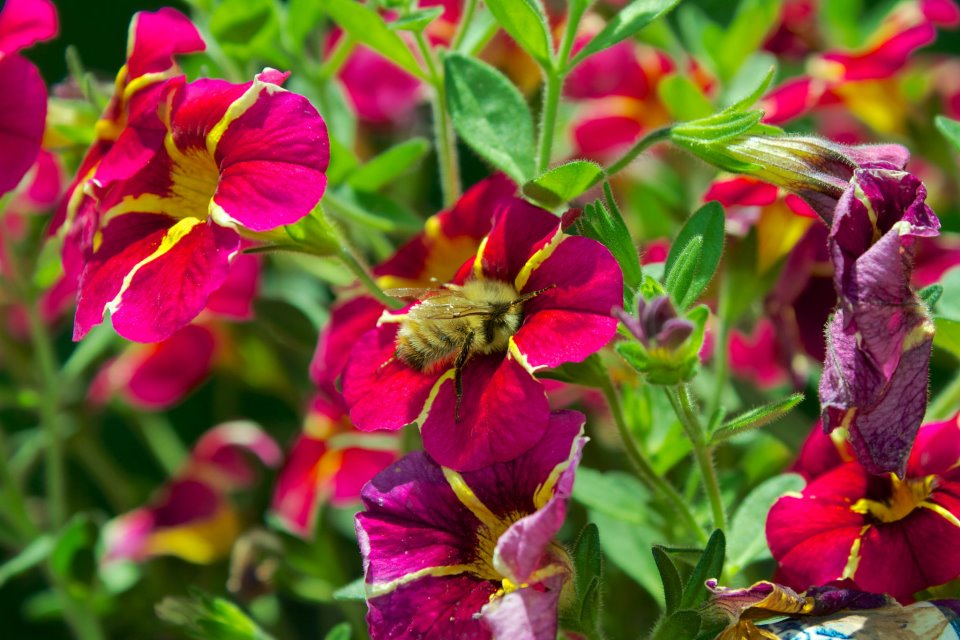 photo by Josh Scholten