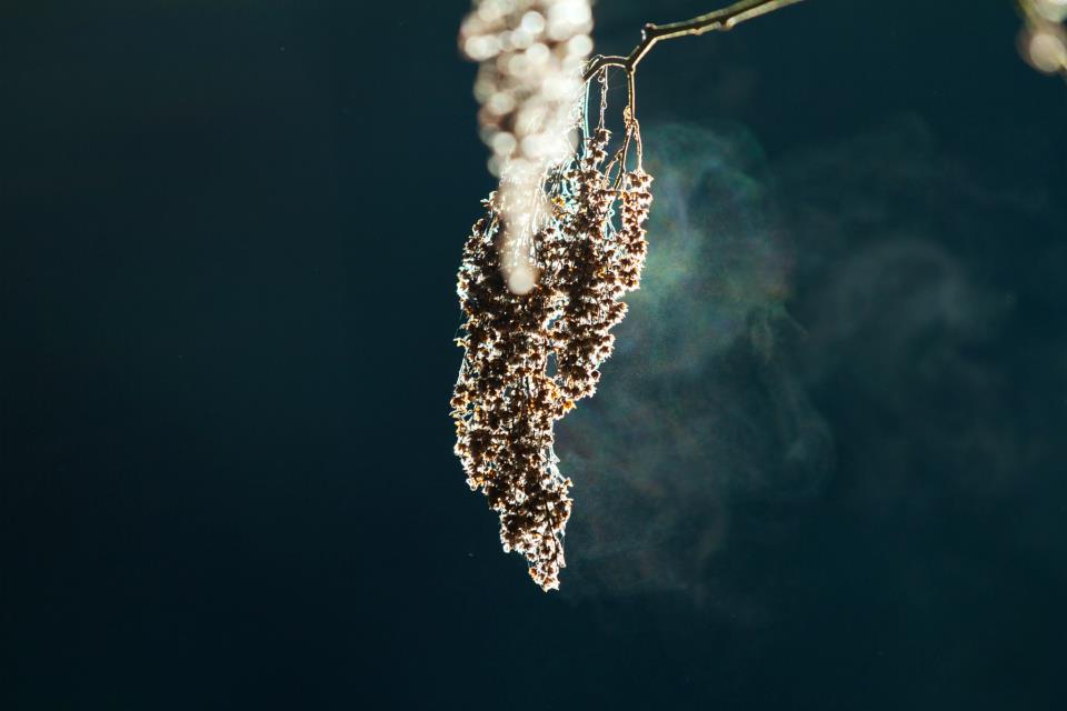 photo by Josh Scholten