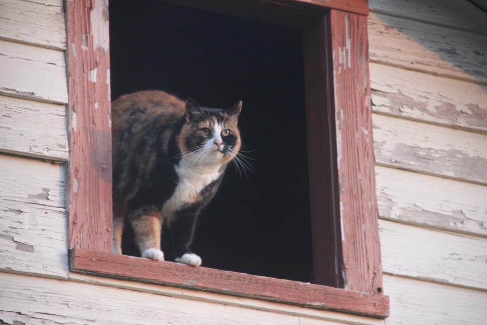 photo by Nate Gibson