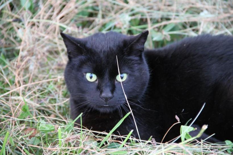 photo by Nate Gibson