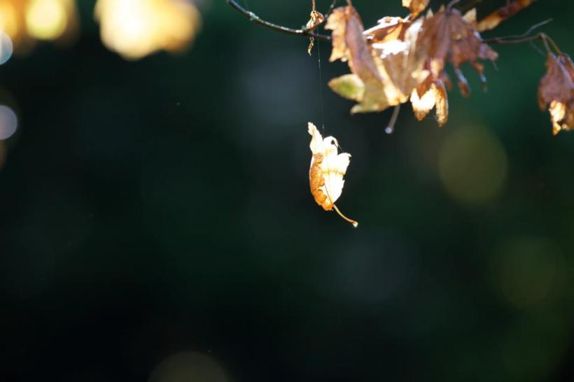 photo by Josh Scholten