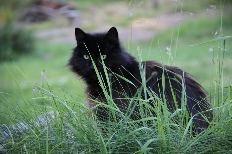 photo by Nate Gibson