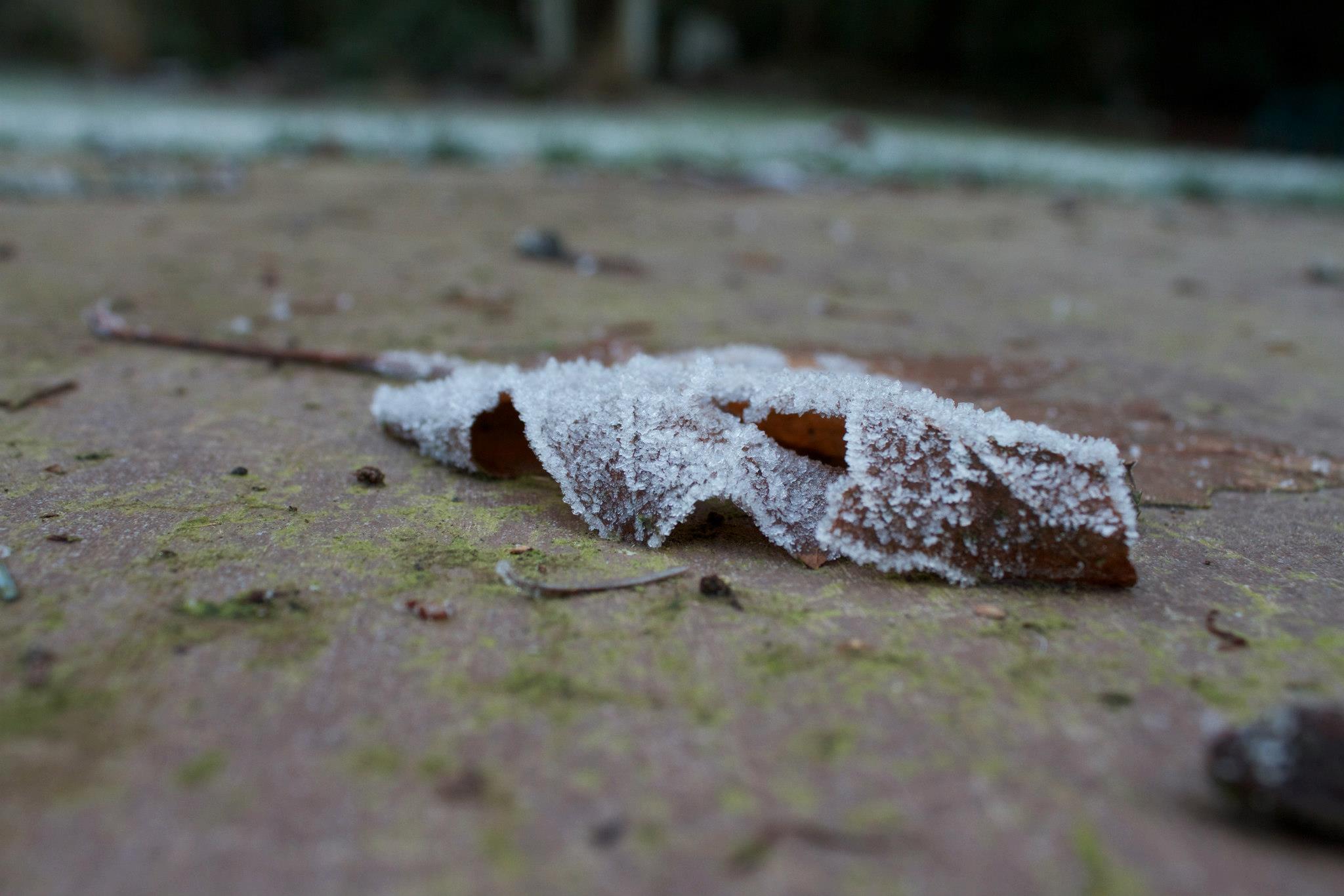 photo by Josh Scholten