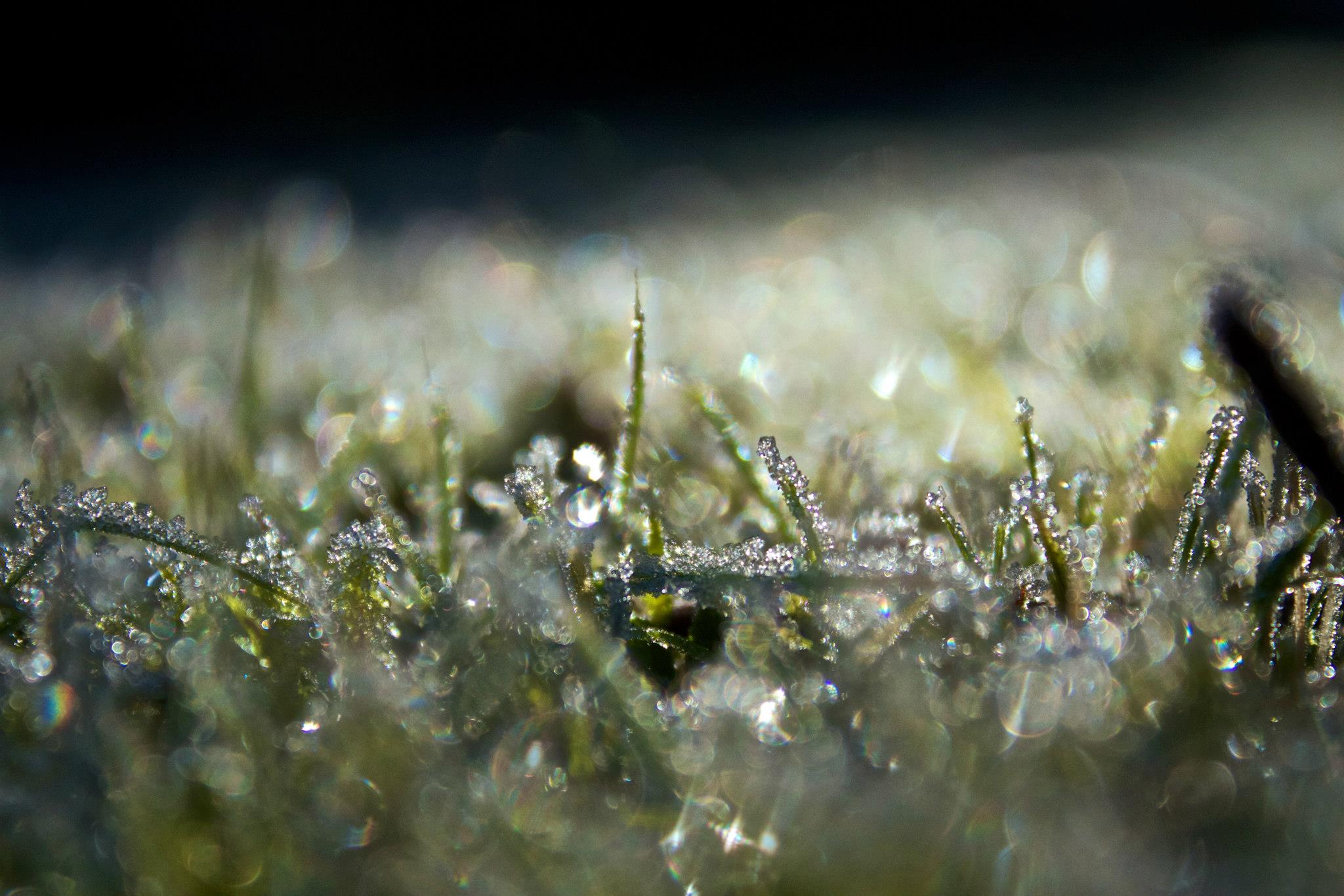 photo by Josh Scholten