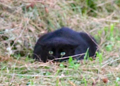 photo by Nate Gibson