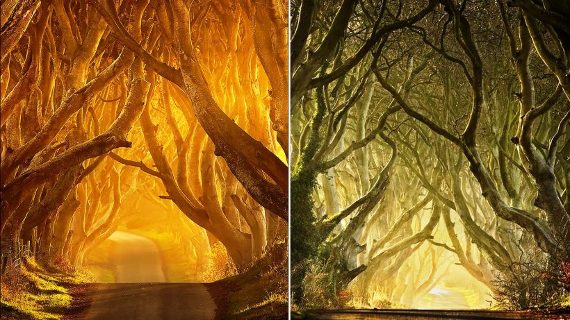 photos of Dark Hedges, Ireland