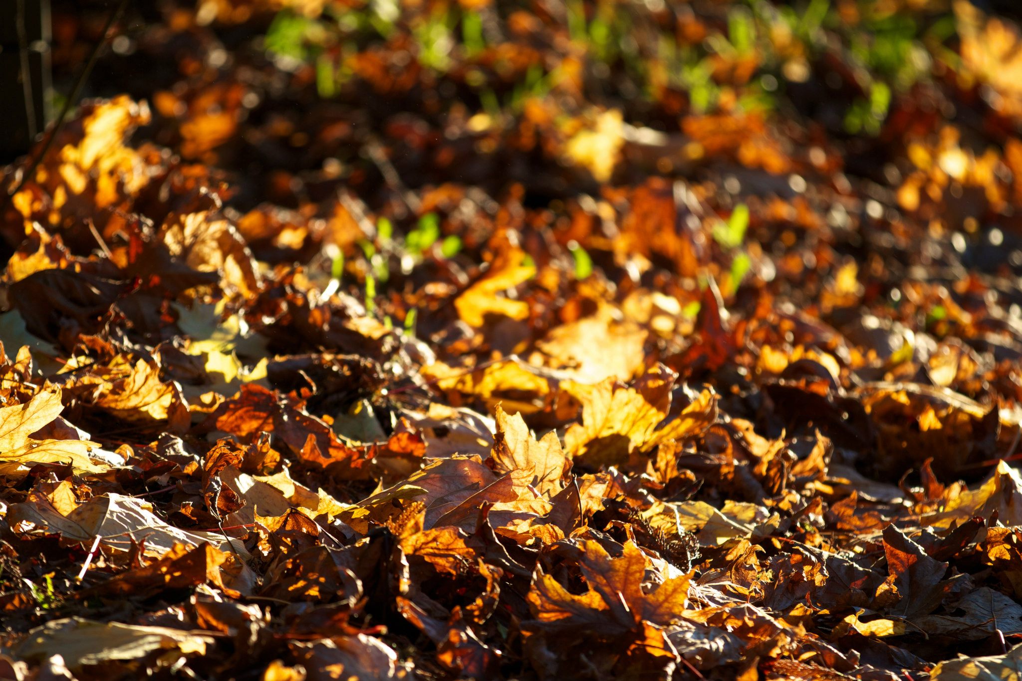 photo by Josh Scholten