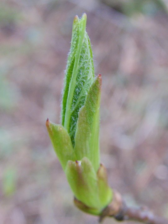 photo by Josh Scholten