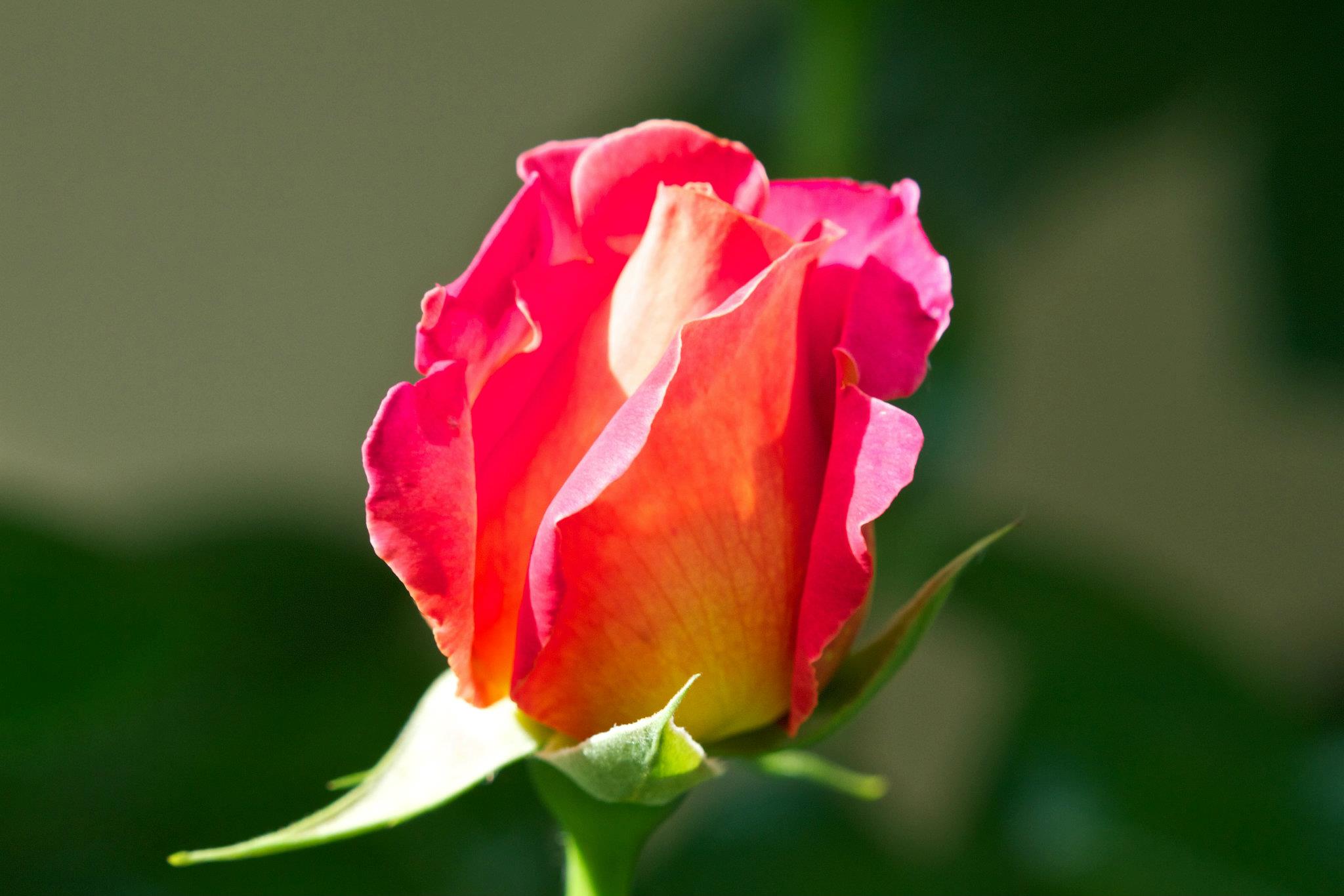 photo by Josh Scholten