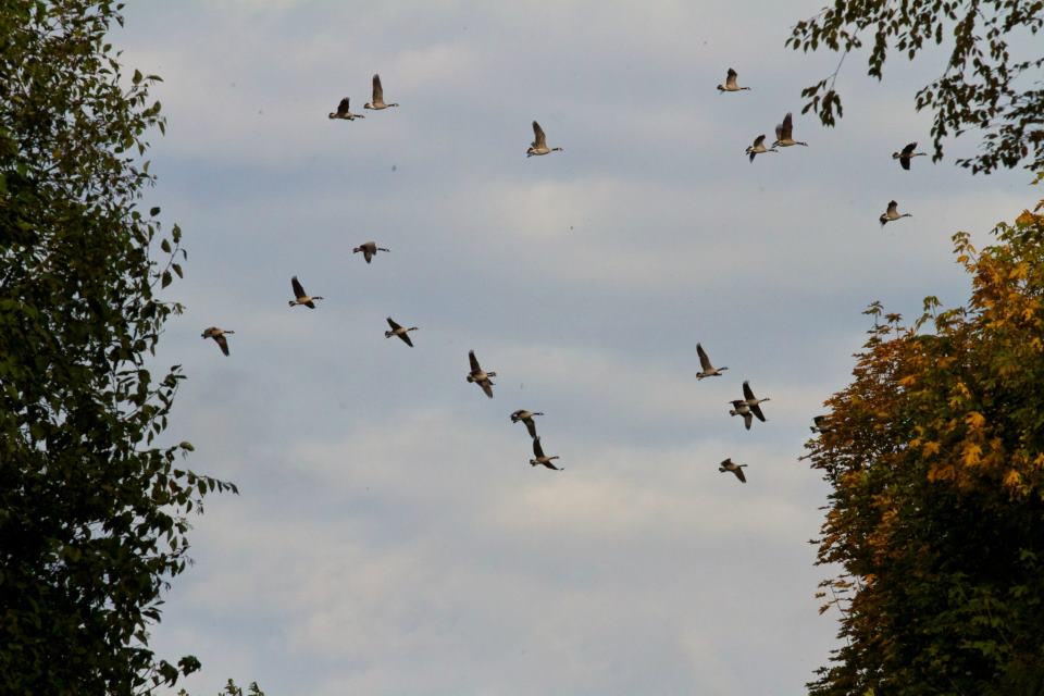 photo by Josh Scholten