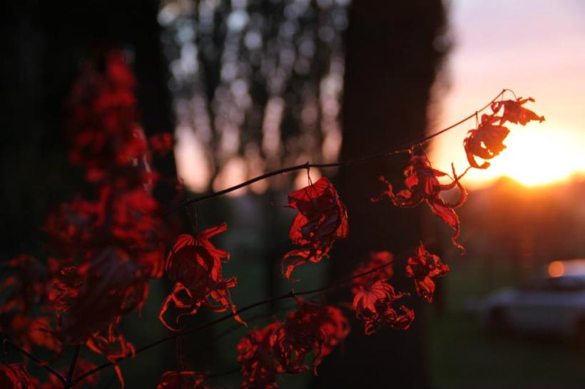 photo by Nate Gibson