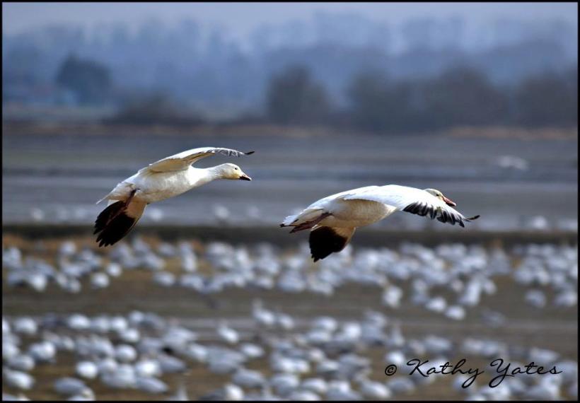 photo by Kathy Yates from "In the Pacific Northwest"