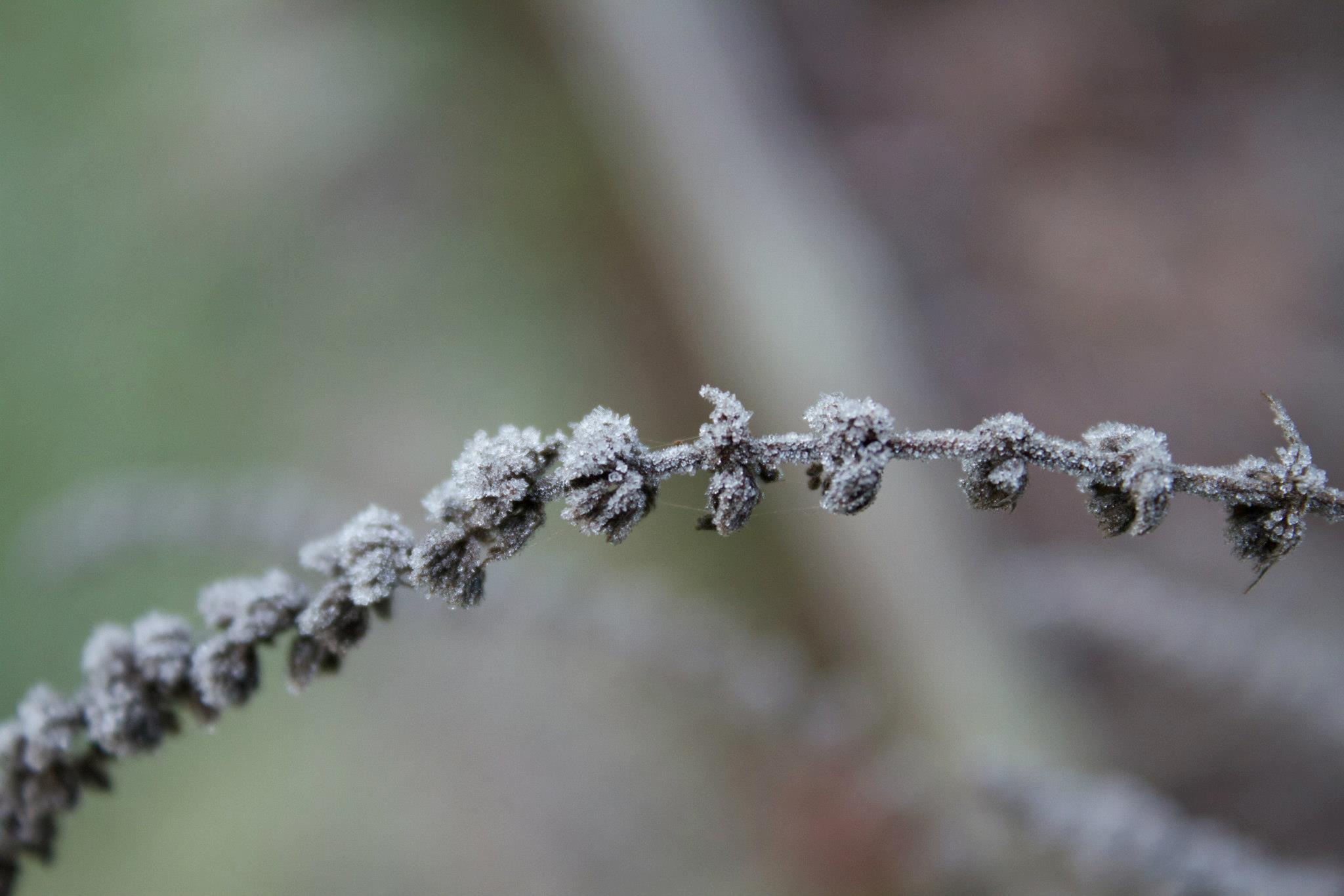 photo by Josh Scholten