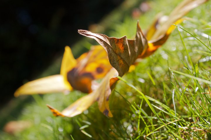 photo by Josh Scholten