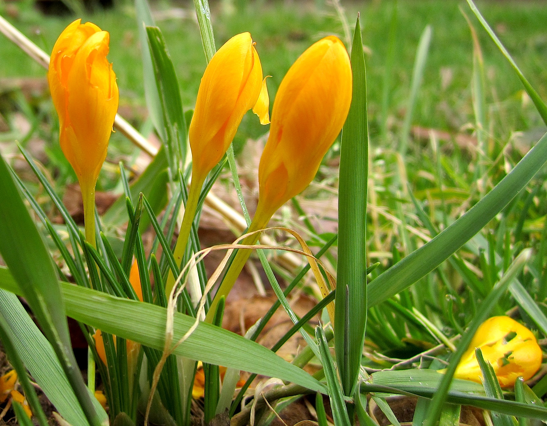 crocus13