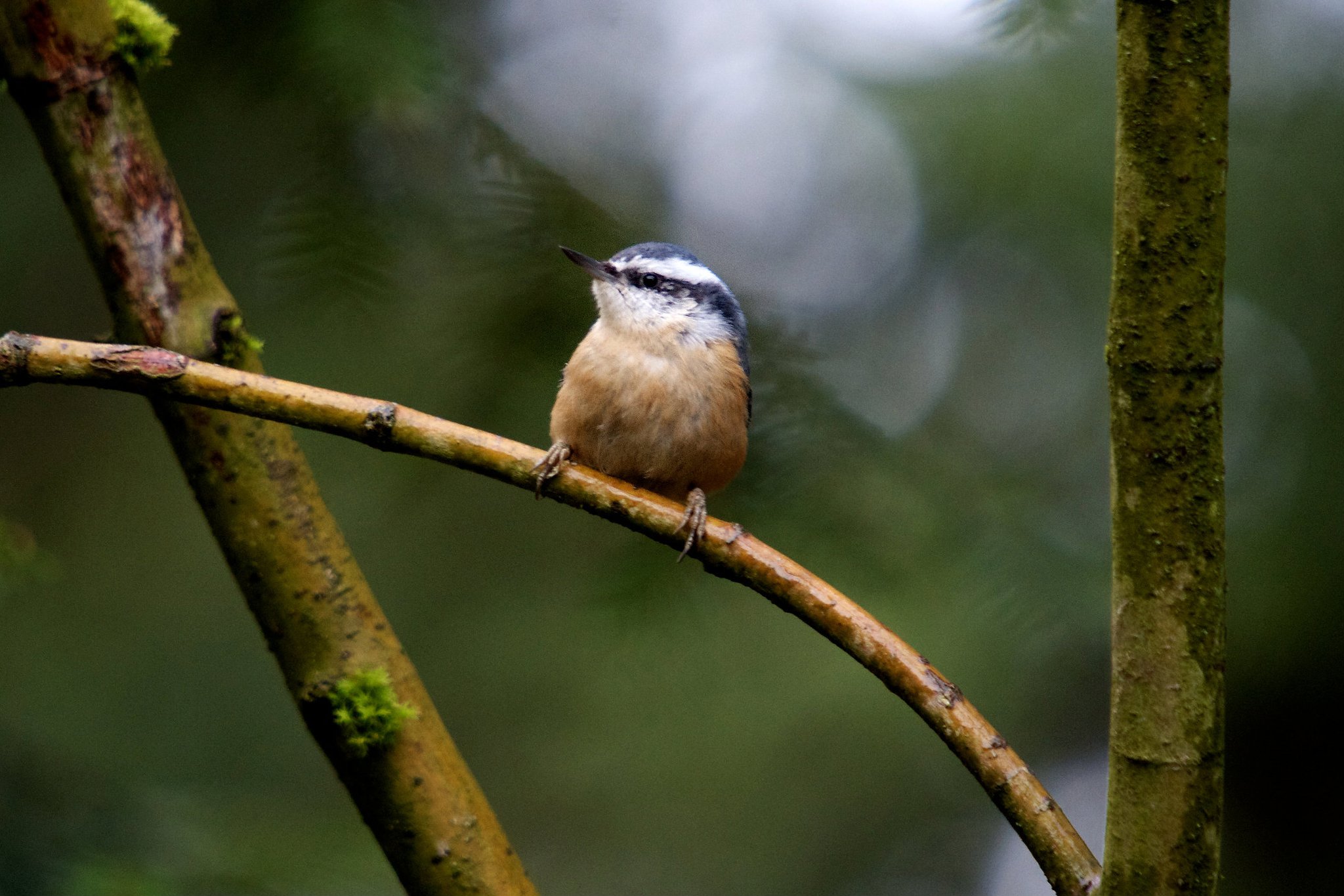 photo by Josh Scholten