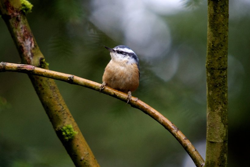 photo by Josh Scholten