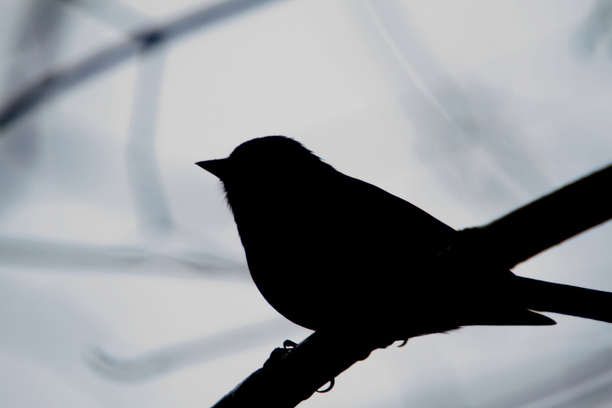 photo by Josh Scholten