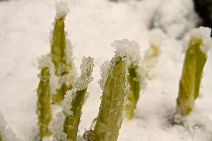 photo by Josh Scholten