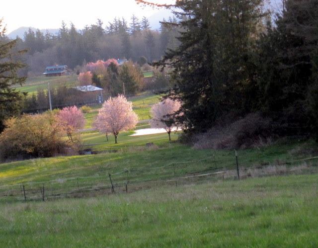 photo by Chris Lovegren from our farm hilltop, Easter Sunrise 2012