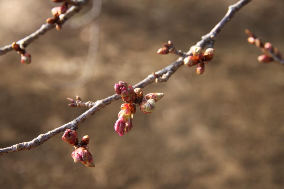 photo by Nate Gibson