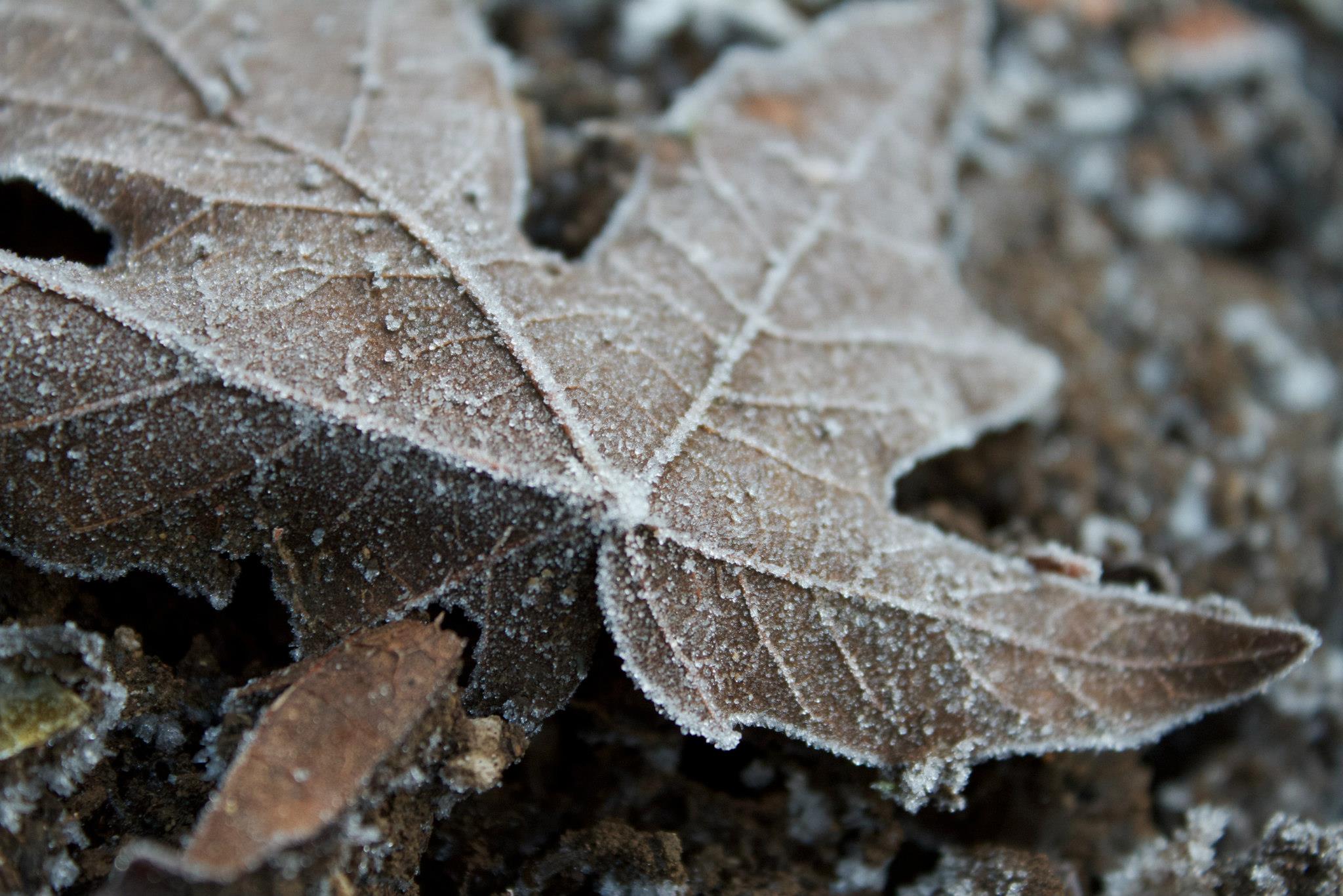 photo by Josh Scholten