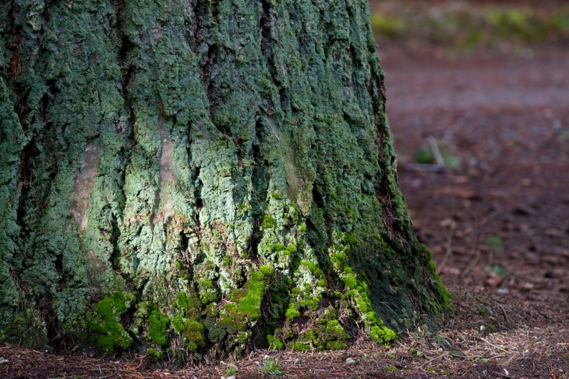 photo by Josh Scholten