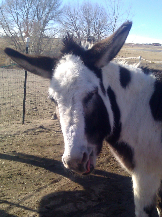 photo by Anna Blake, Infinity Farm