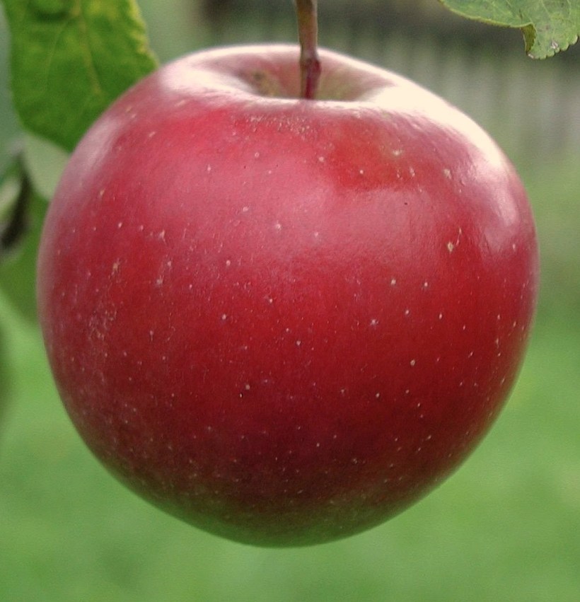 Big_red_apple
