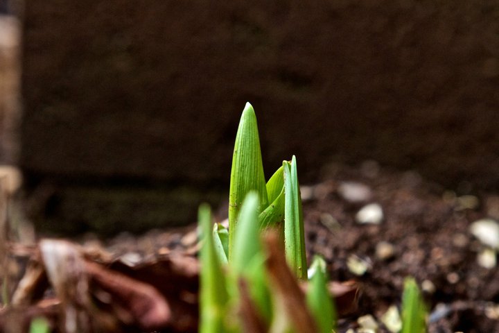 photo by Josh Scholten