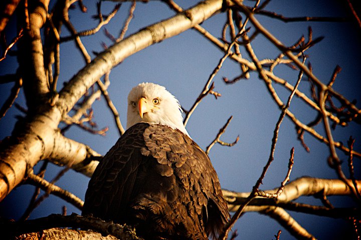 photo by Josh Scholten