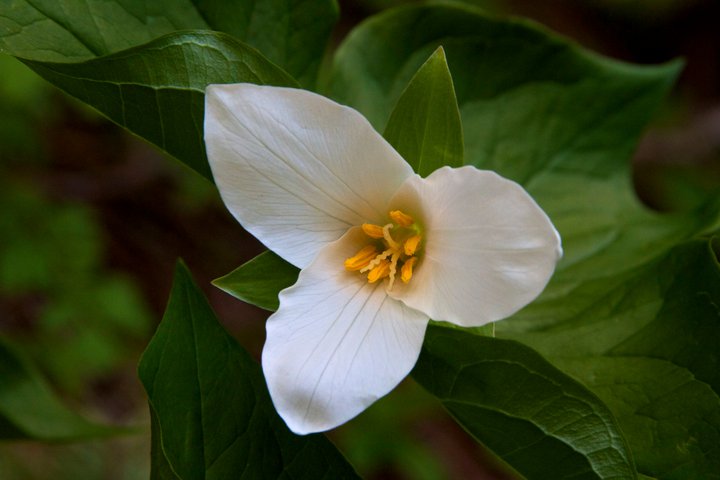 photo by Josh Scholten