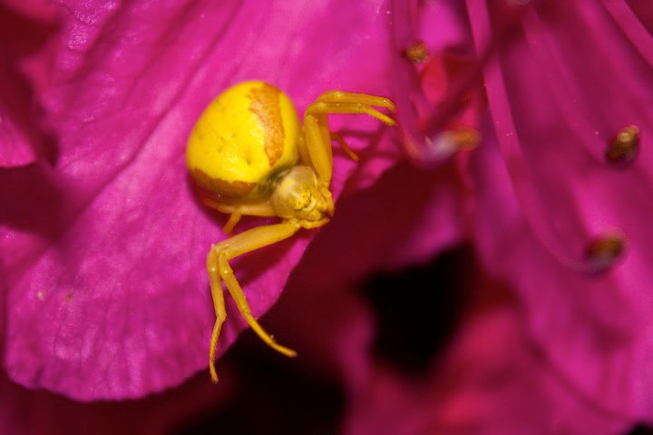 photo by Josh Scholten