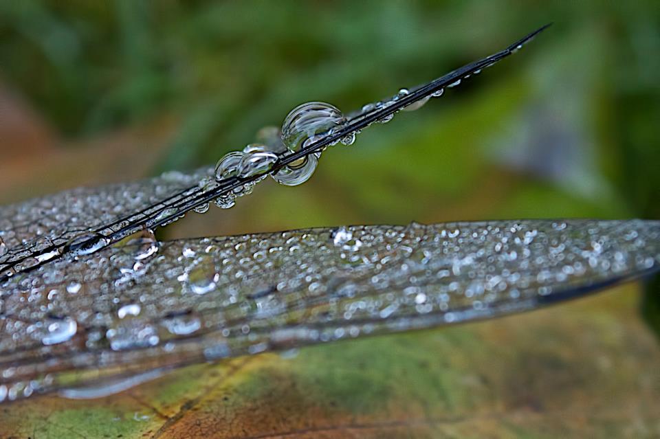 photo by Josh Scholten