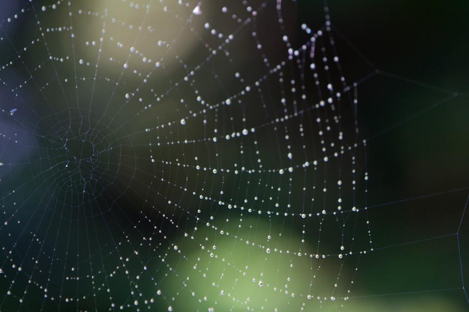 photo by Josh Scholten