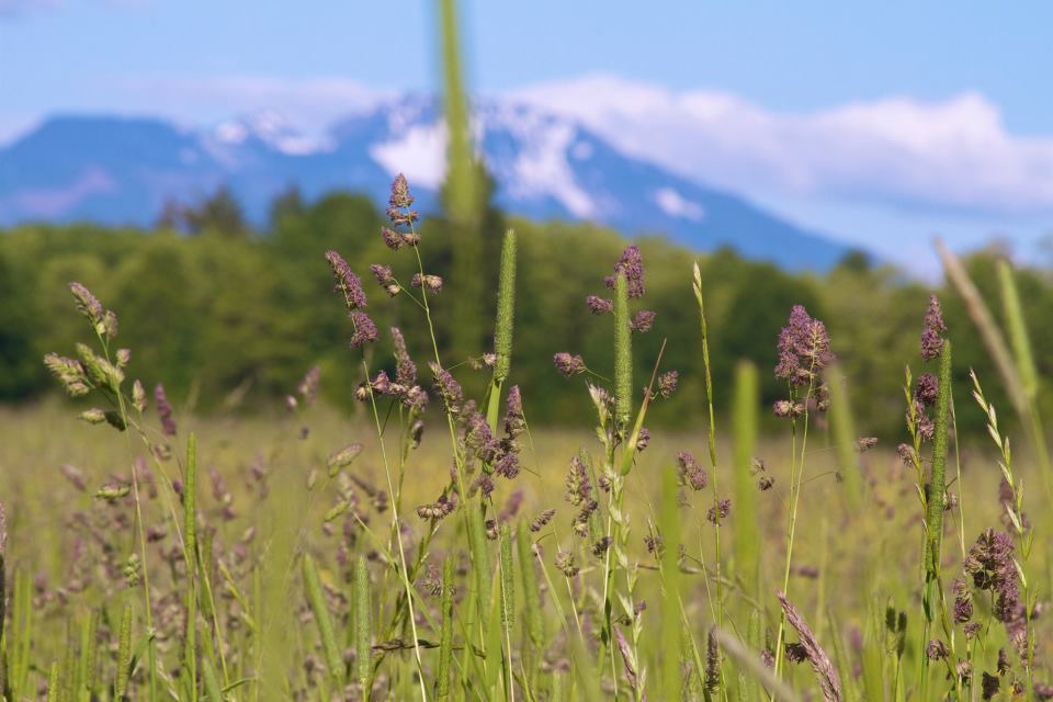 photo by Josh Scholten